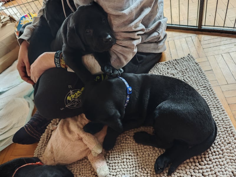 Labradorwelpen suchen bestes Zuhause