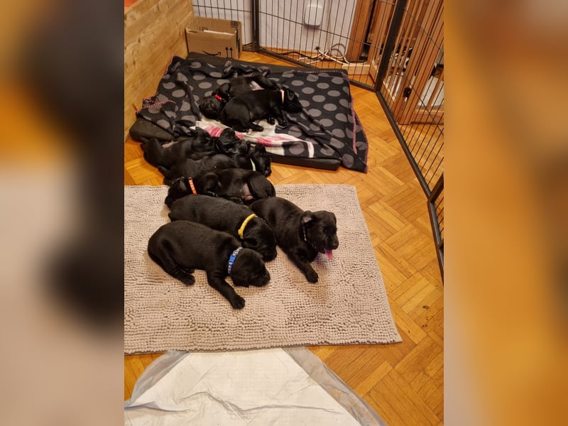 Labradorwelpen suchen bestes Zuhause