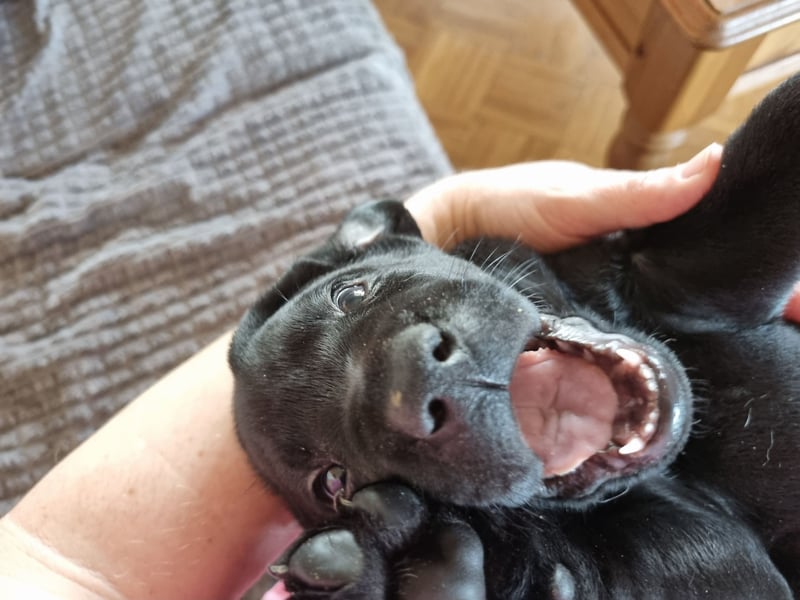 Labradorwelpen suchen bestes Zuhause