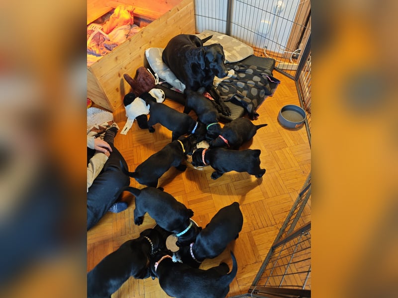 Labradorwelpen suchen bestes Zuhause