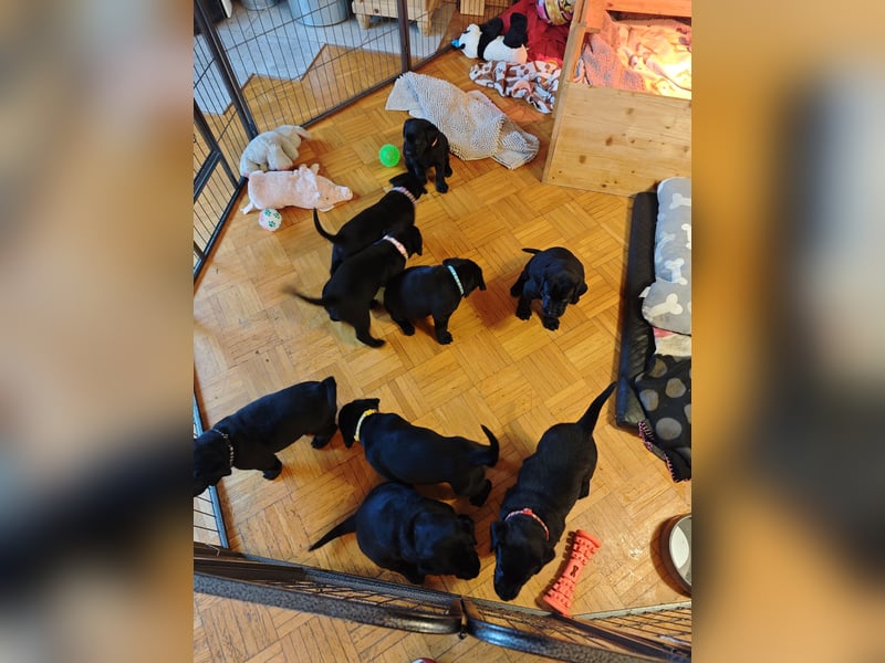 Labradorwelpen suchen bestes Zuhause