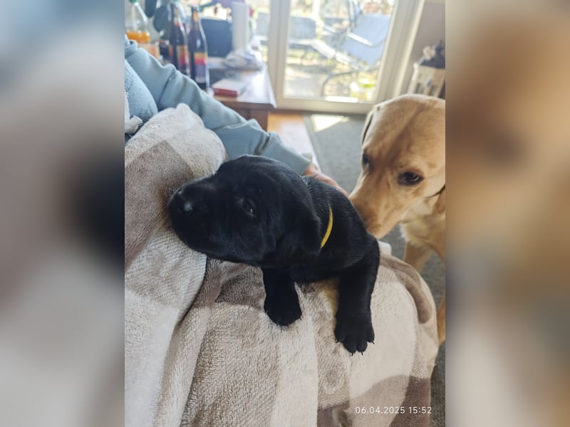 Labradorwelpen suchen bestes Zuhause