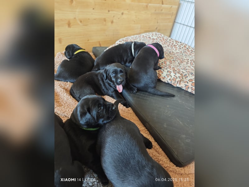 Labradorwelpen suchen bestes Zuhause