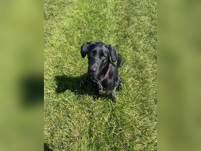 Labrador Hündin 3 Jahre