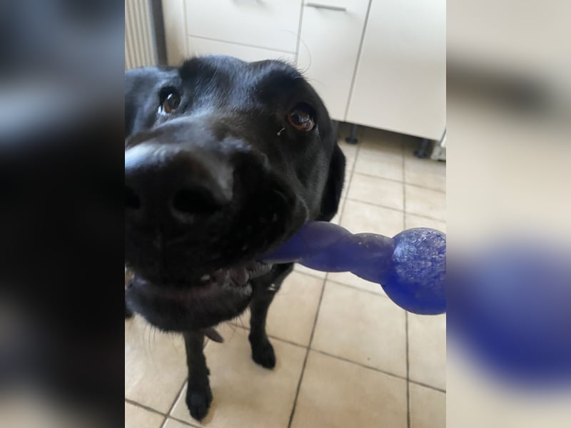 Labrador Hündin 3 Jahre