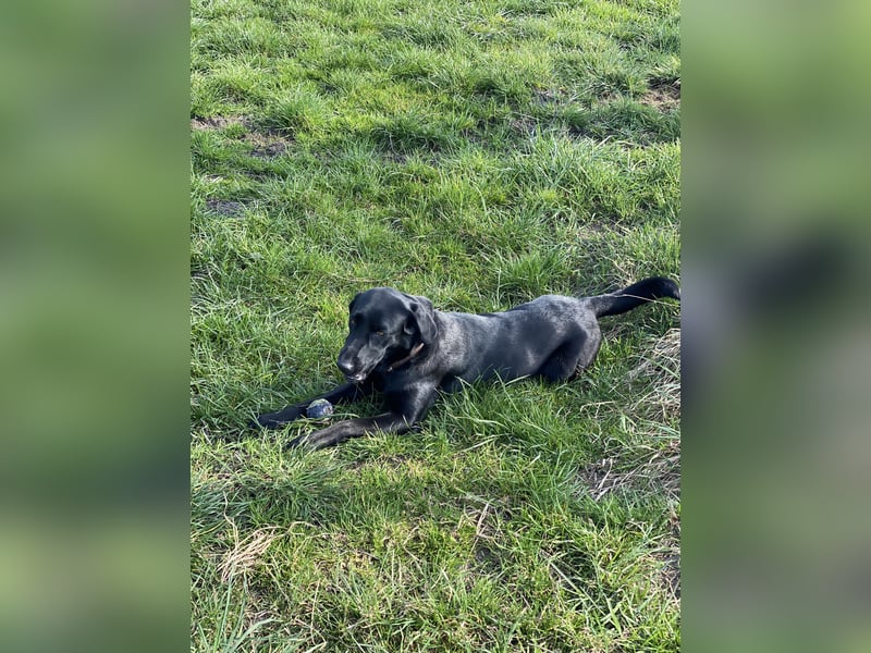 Labrador Hündin 3 Jahre