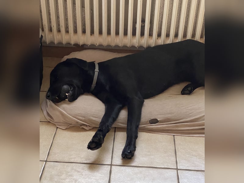 Labrador Hündin 3 Jahre