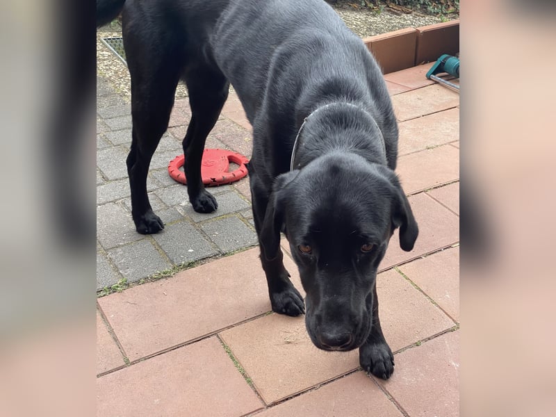 Labrador Hündin 3 Jahre
