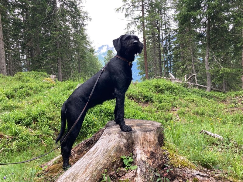 DrahthaarxLabrador