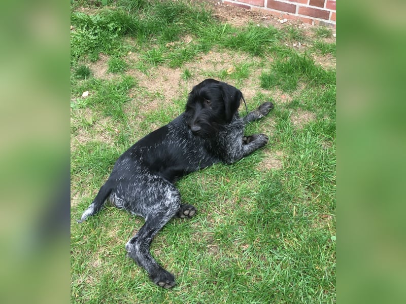DrahthaarxLabrador