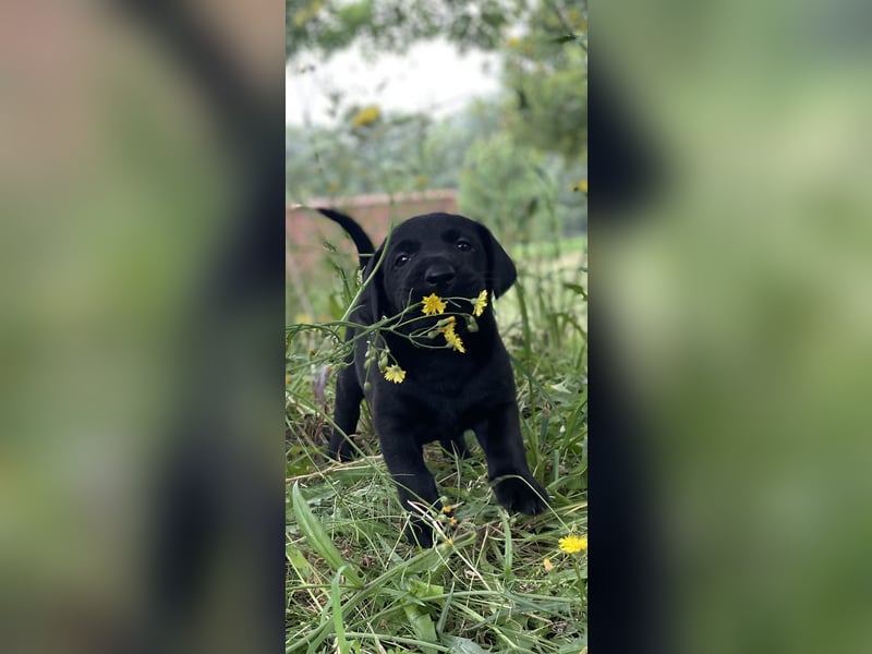DrahthaarxLabrador