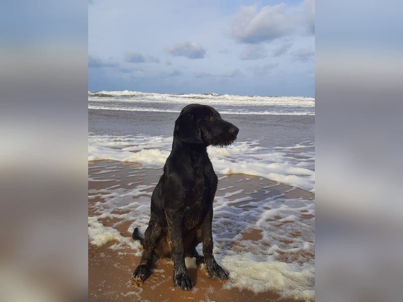 DrahthaarxLabrador