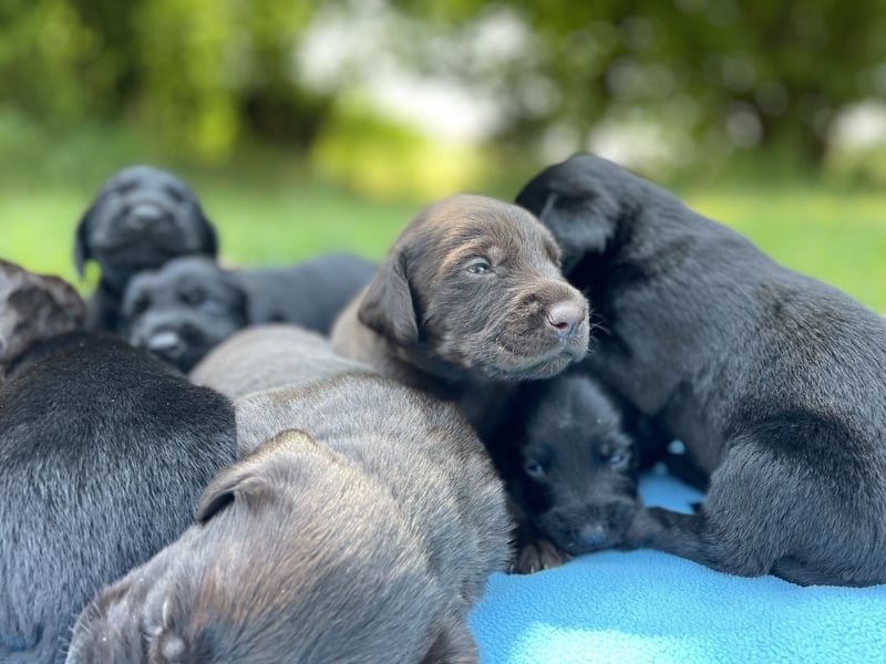 DrahthaarxLabrador