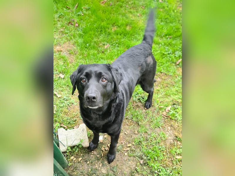 Verschmuste, gemütliche Labrador-Hündin, Frauchen verstorben