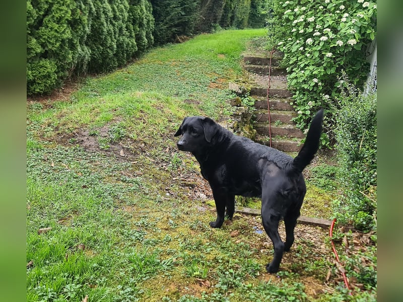 Verschmuste, gemütliche Labrador-Hündin, Frauchen verstorben