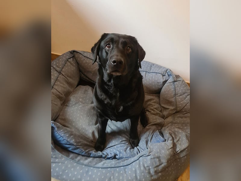 Verschmuste, gemütliche Labrador-Hündin, Frauchen verstorben