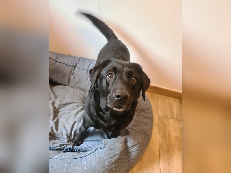 Verschmuste, gemütliche Labrador-Hündin, Frauchen verstorben