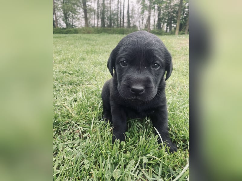 Labrador Retriever Welpen