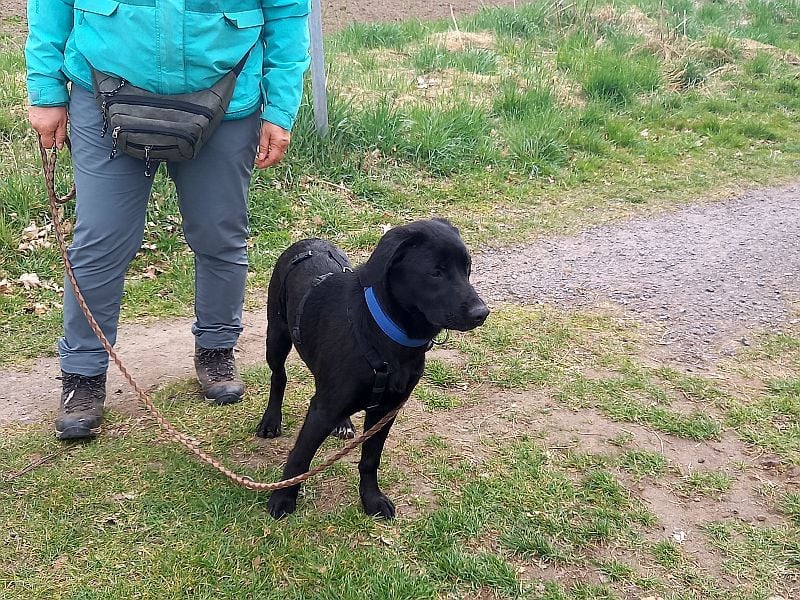 Labrador-Mix Junghündin "Wilma" sucht ein Zuhause