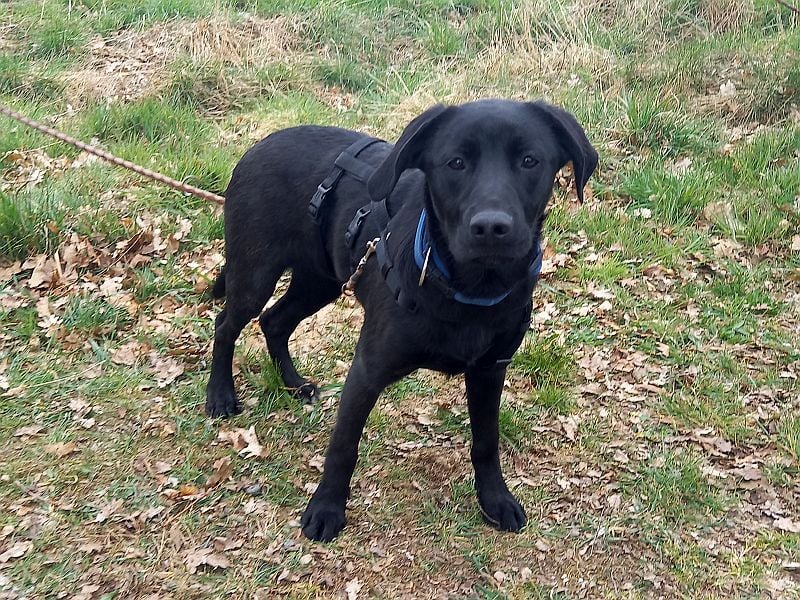 Labrador-Mix Junghündin "Wilma" sucht ein Zuhause
