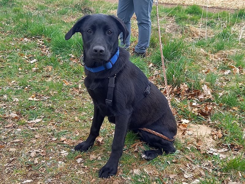 Labrador-Mix Junghündin "Wilma" sucht ein Zuhause
