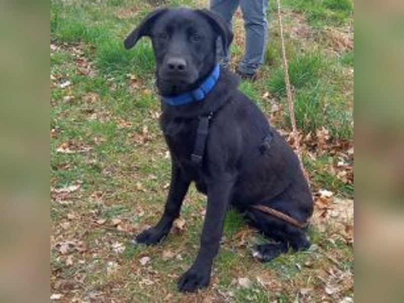 Labrador-Mix Junghündin "Wilma" sucht ein Zuhause