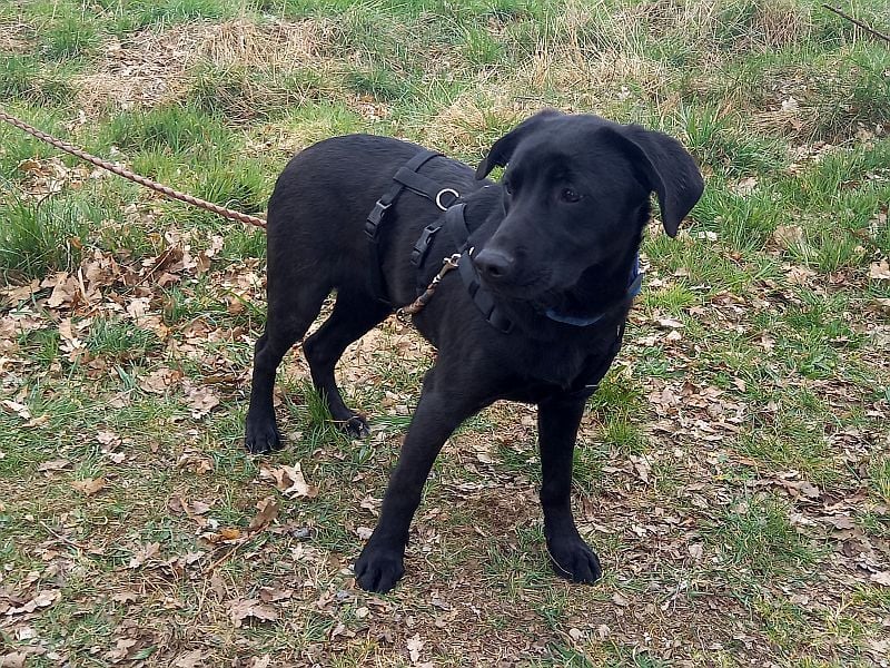 Labrador-Mix Junghündin "Wilma" sucht ein Zuhause