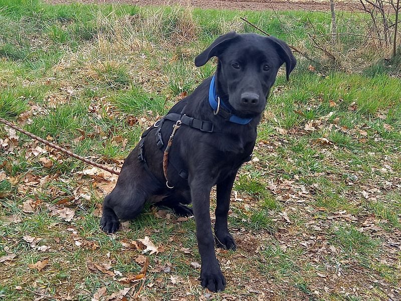 Labrador-Mix Junghündin "Wilma" sucht ein Zuhause