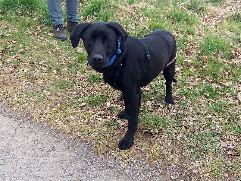 Labrador-Mix Junghündin "Wilma" sucht ein Zuhause
