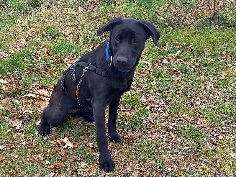 Labrador-Mix Junghündin "Wilma" sucht ein Zuhause