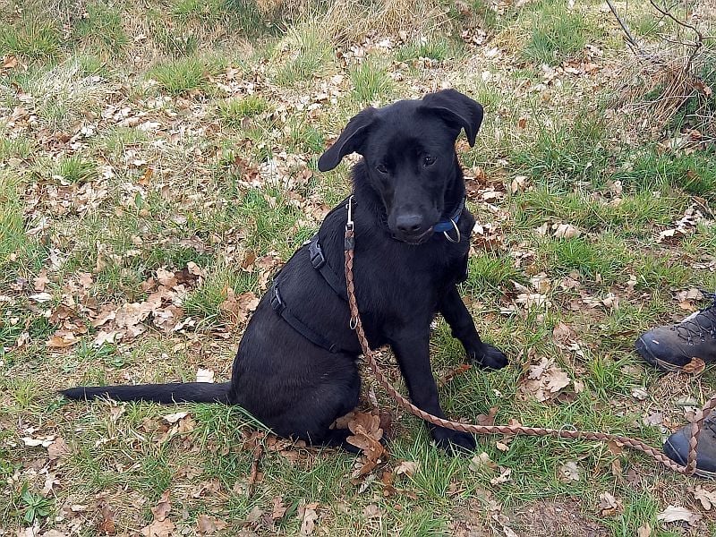 Labrador-Mix Junghündin "Wilma" sucht ein Zuhause