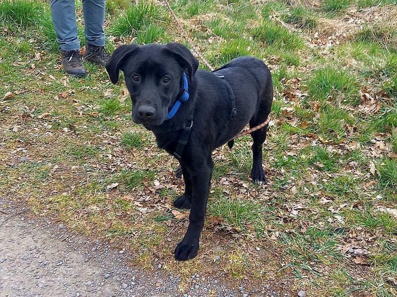 Labrador-Mix Junghündin "Wilma" sucht ein Zuhause