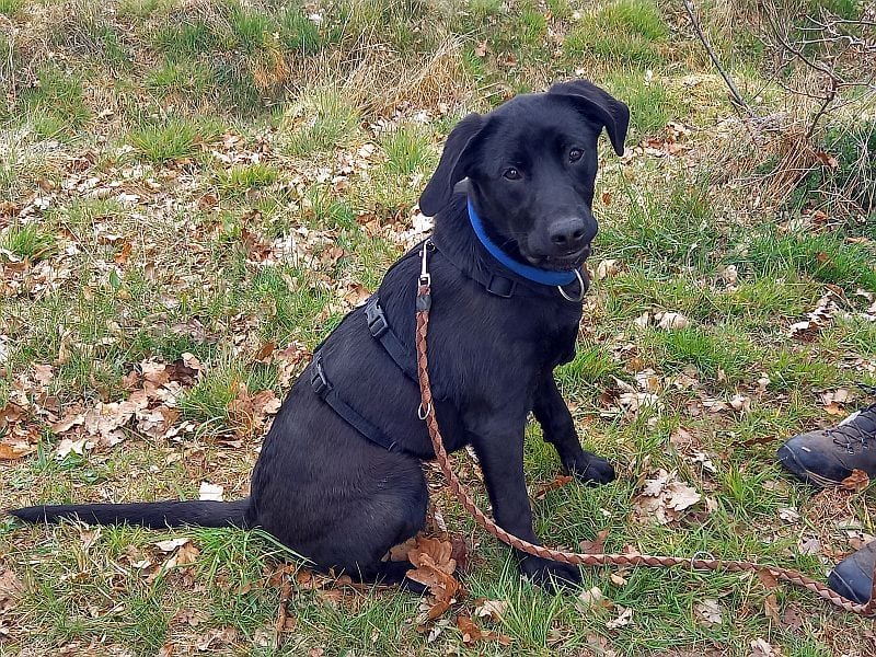 Labrador-Mix Junghündin "Wilma" sucht ein Zuhause