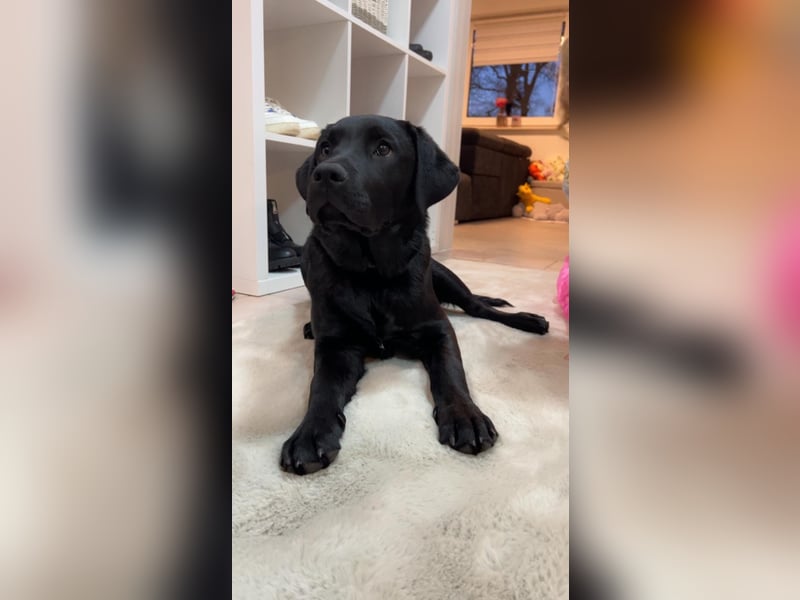 Labrador mischling zu verkaufen