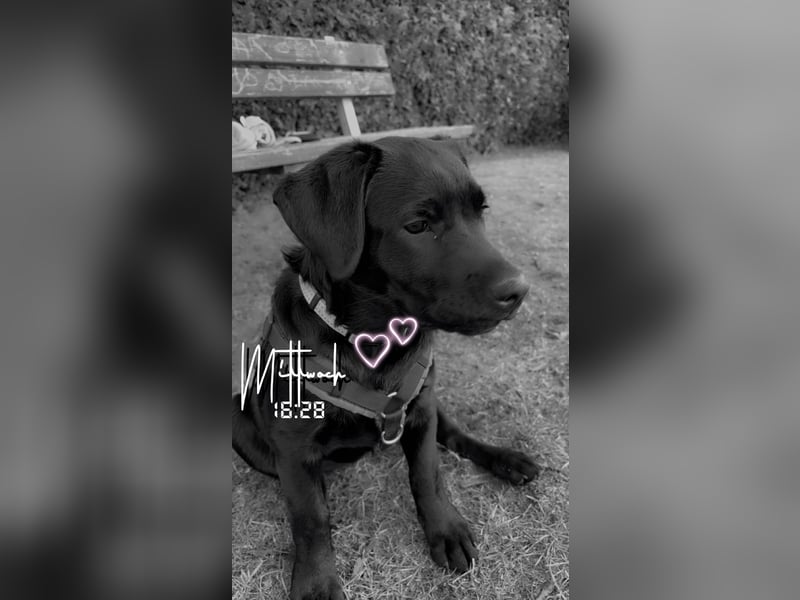 Labrador mischling zu verkaufen