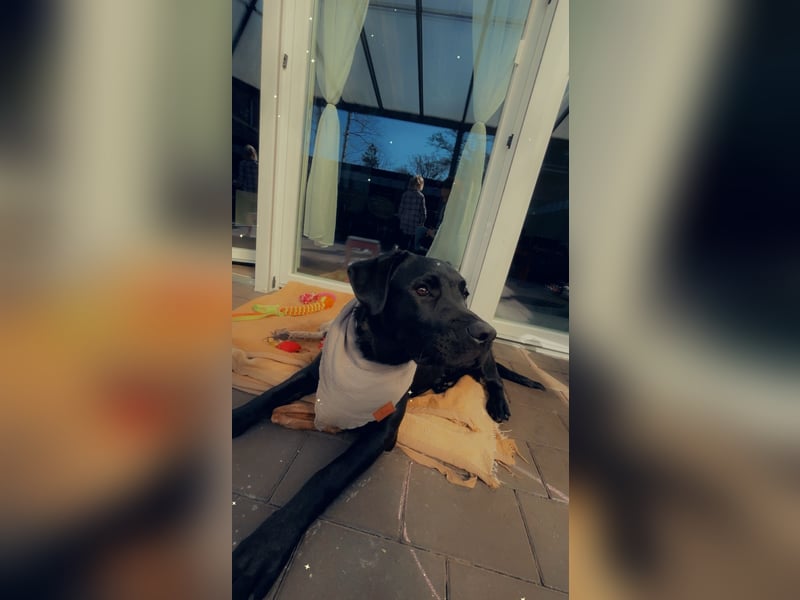 Labrador mischling zu verkaufen