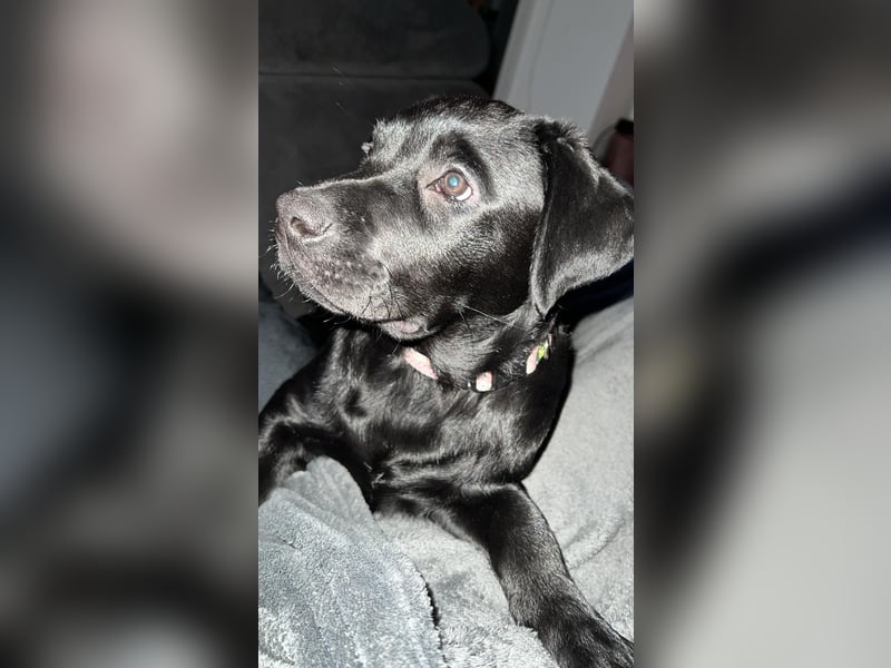 Labrador mischling zu verkaufen