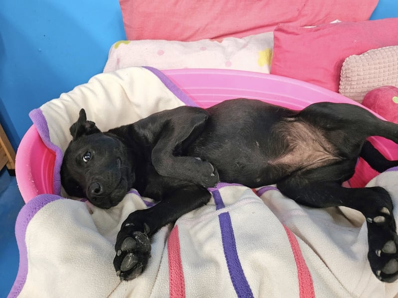BAS ❤️ verspieltes Labrador Mix Mädchen, Pflegefamilie Ruppichter