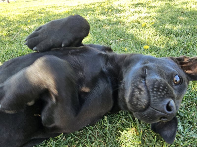 BAS ❤️ verspieltes Labrador Mix Mädchen, Pflegefamilie Ruppichter