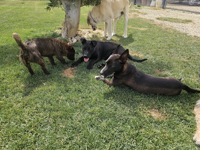 BAS ❤️ verspieltes Labrador Mix Mädchen, Pflegefamilie Ruppichter