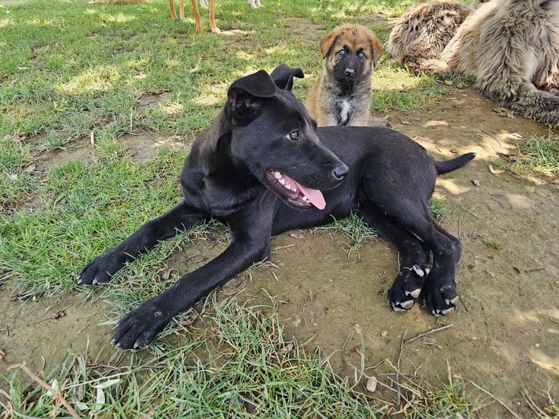 BAS ❤️ verspieltes Labrador Mix Mädchen, Pflegefamilie Ruppichter
