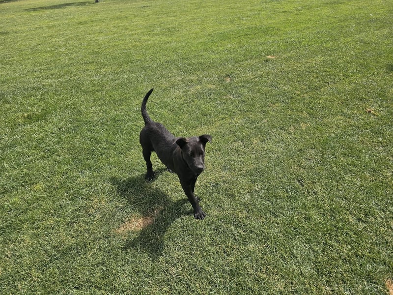 BAS ❤️ verspieltes Labrador Mix Mädchen, Pflegefamilie Ruppichter