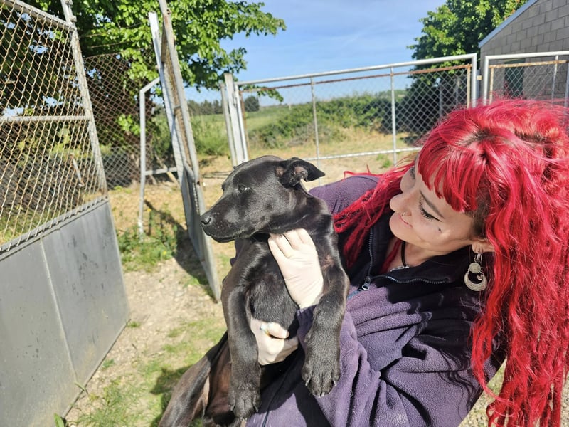 BAS ❤️ verspieltes Labrador Mix Mädchen, Pflegefamilie Ruppichter