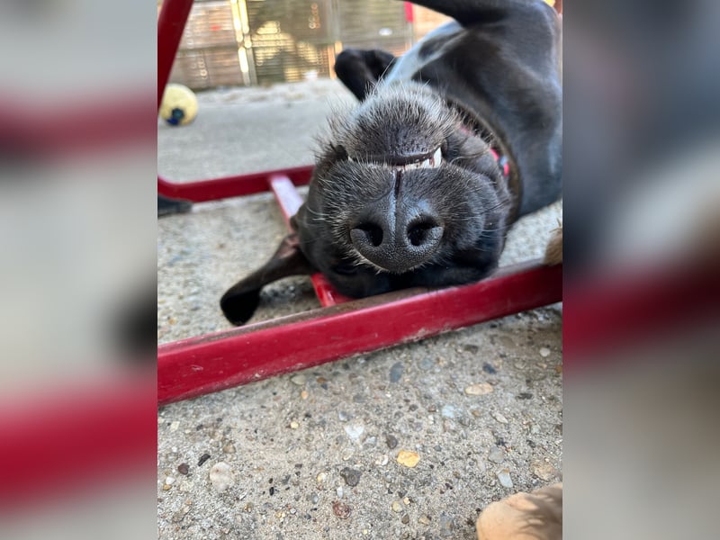Unser Labradormischlingshündin Filly sucht ein Zuhause 6 J ca 50 cm groß