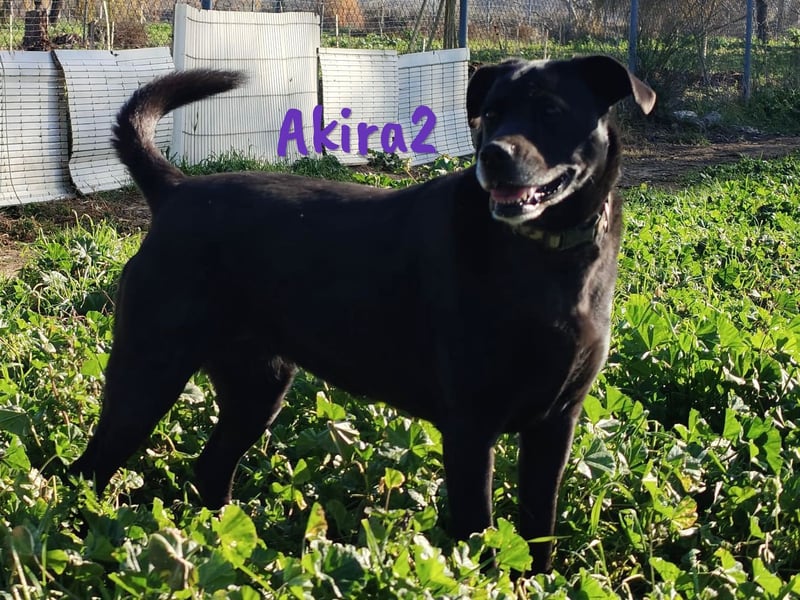 Akira2 geb. 04/2017 (ESP) - ausgeglichene, sehr liebevolle und soziale Labrador-Mix Hündin!