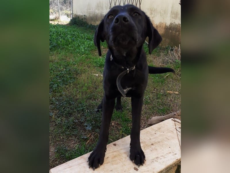 Cindy2 04/2024 (GRC Pflegestelle) - verspielte, fröhliche und lebensfrohe Labrador-Mix Junghündin!