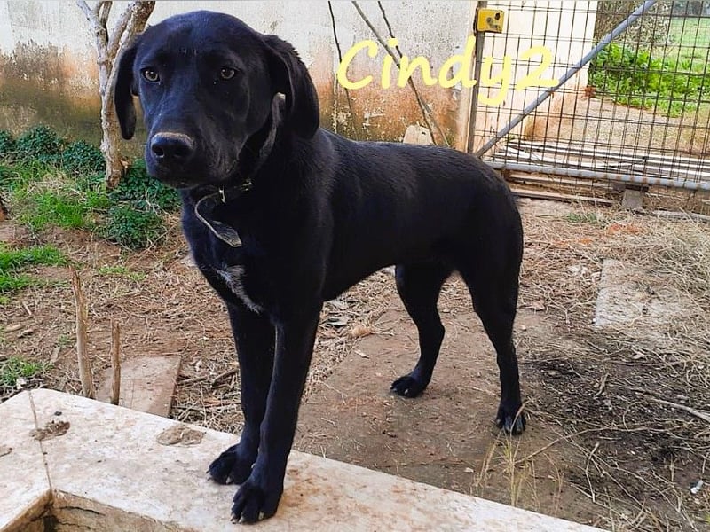 Cindy2 04/2024 (GRC Pflegestelle) - verspielte, fröhliche und lebensfrohe Labrador-Mix Junghündin!