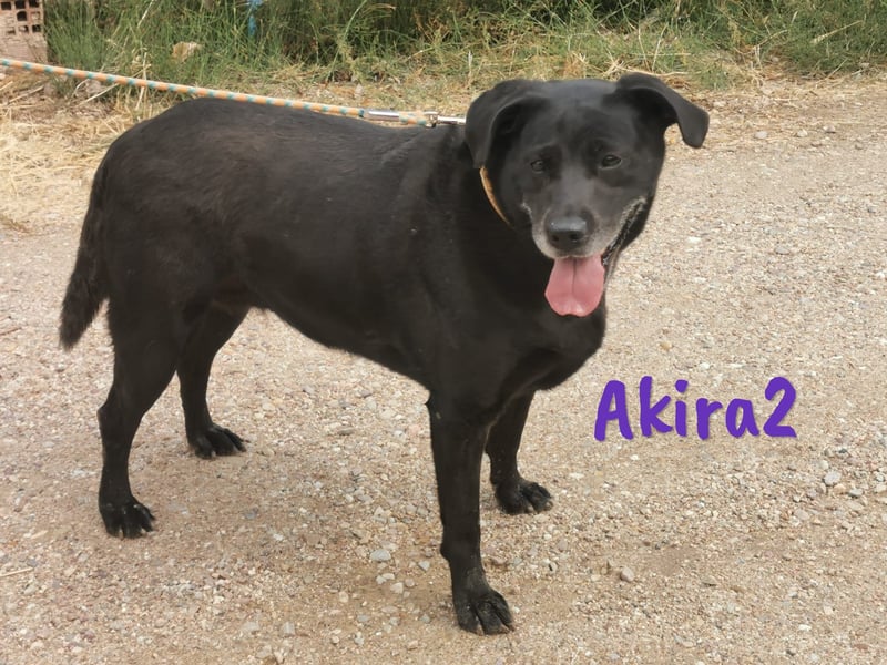 Akira2 geb. 04/2017 (ESP) - ausgeglichene, sehr liebevolle und soziale Labrador-Mix Hündin!