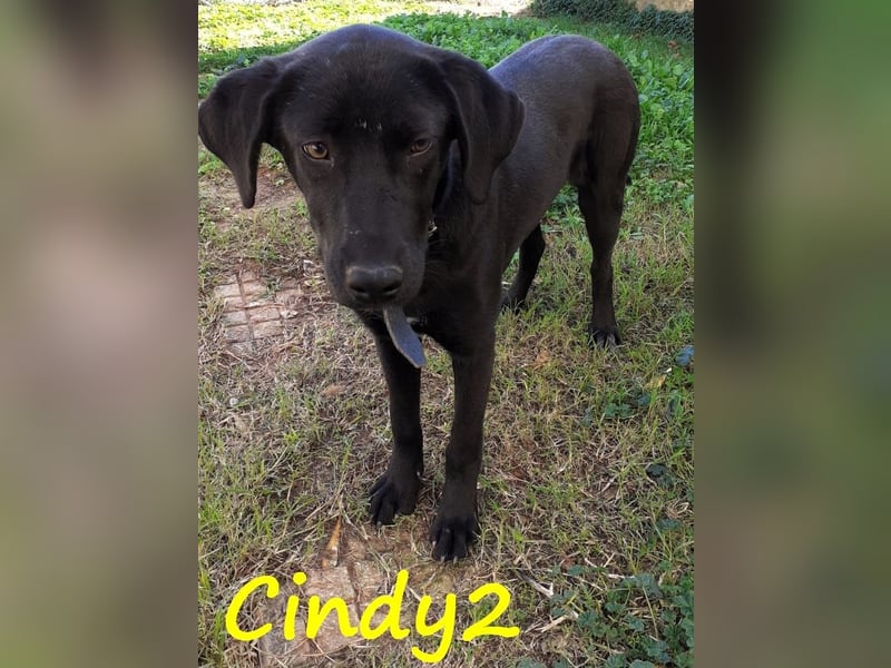 Cindy2 04/2024 (GRC Pflegestelle) - verspielte, fröhliche und lebensfrohe Labrador-Mix Junghündin!