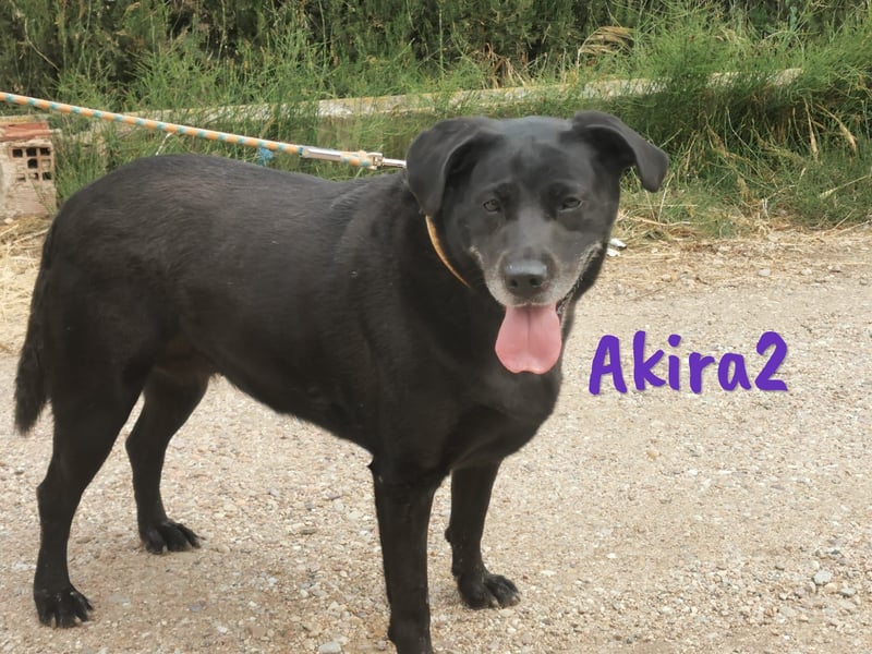 Akira2 geb. 04/2017 (ESP) - ausgeglichene, sehr liebevolle und soziale Labrador-Mix Hündin!